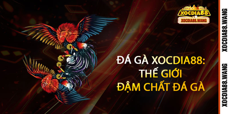 Đá Gà Xocdia88 - Cược máu lửa, thắng đậm không giới hạn 2 Đá Gà Xocdia88: Thế Giới Đậm Chất Đá Gà